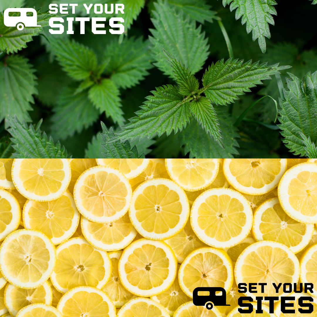 Title image of lemons and nettles with the Set Your Sites logo in black and white on either corner